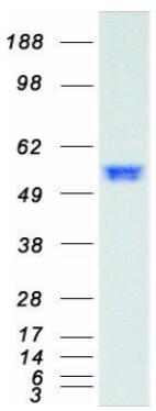 Coomassie blue staining of purified SMAD2 protein.